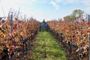 vinobranni