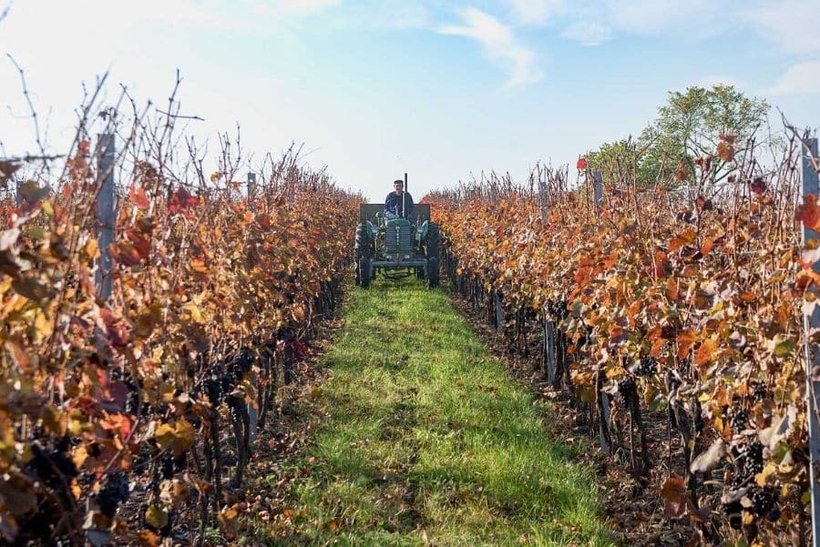 vinobranni
