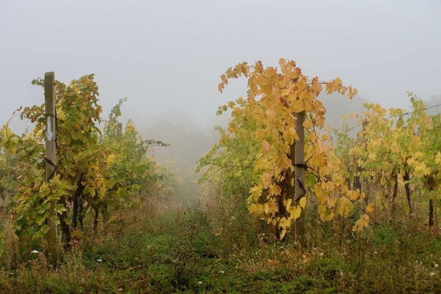 vinobranni-lednice